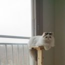 유진캣 이미지