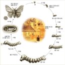 The Lifecycle of the silk worm 이미지