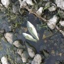 청도천9 이미지