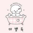 마벨독 | 세종애견미용실 마벨독/말티즈 미용후기