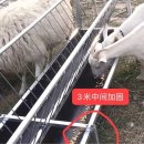 양