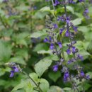 블루세이지 이미지