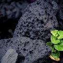 올라오니 이미지