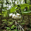 오름나그네 이미지