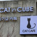 카페 커피캣 이미지