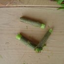 버들피리 이미지