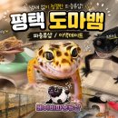 베이비파충류샵 | 평택 도마뱀 체험 가능한 평택 파충류샵, 평택 이색데이트 베이비파충류샵 후기