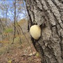 노루궁뎅이 이미지