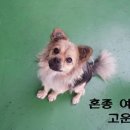 코카 이미지