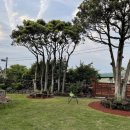 안월선 민박 코리아, 제주 이미지