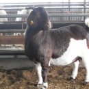 까치목장 이미지