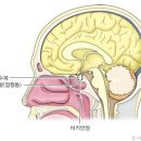 성장호르몬/뇌하수체/멜라토닌 이미지