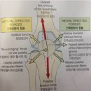 올바른체형연구소