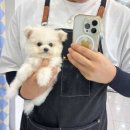 데일리독 | 의정부애견샵 데일리독에서 말티폼 만나고 온 후기