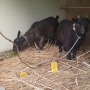 염돌이농장 이미지