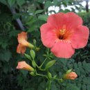 선진농원 이미지