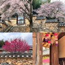 담너머집 | 밀양 가볼만한곳 매화 명소 밀양향교 실시간 개화 만개 포토존 3월 꽃구경