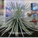 국제꽃식물원 이미지