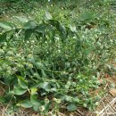 상태농장 이미지