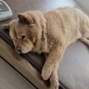 콜렌육십도 이미지