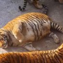 시바나라 이미지