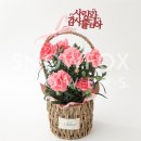 제주 꽃집 어버이날 카네이션 / 카네이션 화분 바스켓_스노우폭스 플라워 제주 화북점