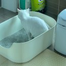 조은켄넬 | 고양이용품 내돈내산 추천후기