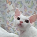 바비돌/픽시윙스캐터리 이미지