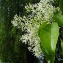6월 6일의 꽃은 '이팝나무(Retusa fringe tree)' 이미지