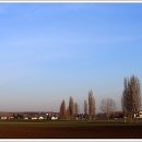 미루나무풍경 이미지