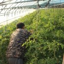 늘푸른농장(2) 이미지