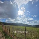 전남 진도 흑염소농장 급매 이미지