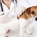 창원동물병원 이미지