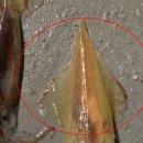 한치로1 이미지