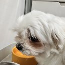 다온펫# | 강아지 입냄새 제거 애니펫워터 후기