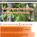 야생 엄나무 두릅나무 판매 이미지