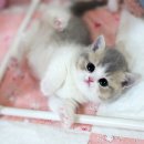 강남고양이 분양 히어로펫 | 강남고양이분양, 첫 방문부터 냄새 없는 클린펫샵 후기