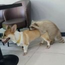 개구리PC 이미지