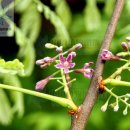 CoffeeTree 이미지