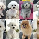 애견매니저 이미지