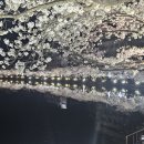 GS25김천천년나무점 | 벚꽃 명소 김천 연화지 다녀왔어요