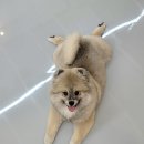 댕실 | [청주 복대동 애견미용] 댕실에서 포메 5개월 베넷미용 다녀왔어요 🐶✂️