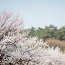 (주)원렌트카 서산영업소 | 충청도 봄 여행 추천 코스, 3월 벚꽃·딸기축제·동백숲 명소 총정리