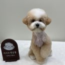 아지오펫살롱