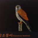 매류연 이미지