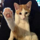 고양이발바닥 이미지