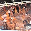 연신농장 이미지