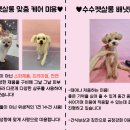 수수펫살롱 네이버블로그