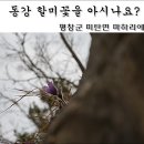 동강할미꽃 이미지