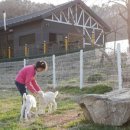 청양알프스산양목장 이미지